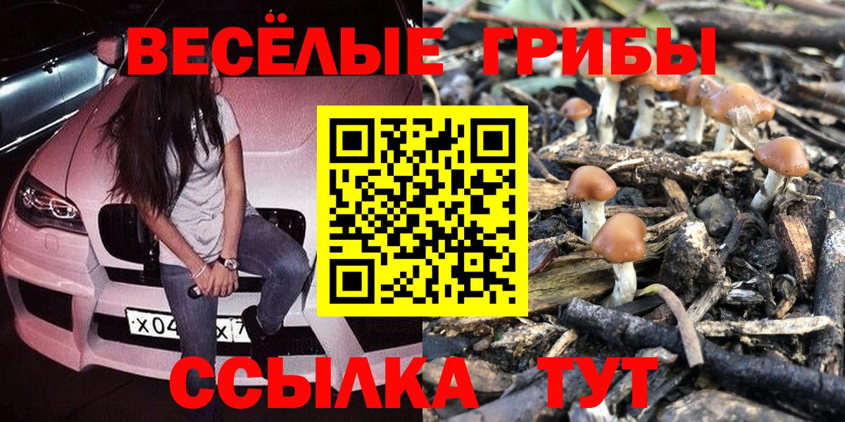 дарнет шоп  Кропоткин  Галлюциногенные грибы Psilocybine cubensis 